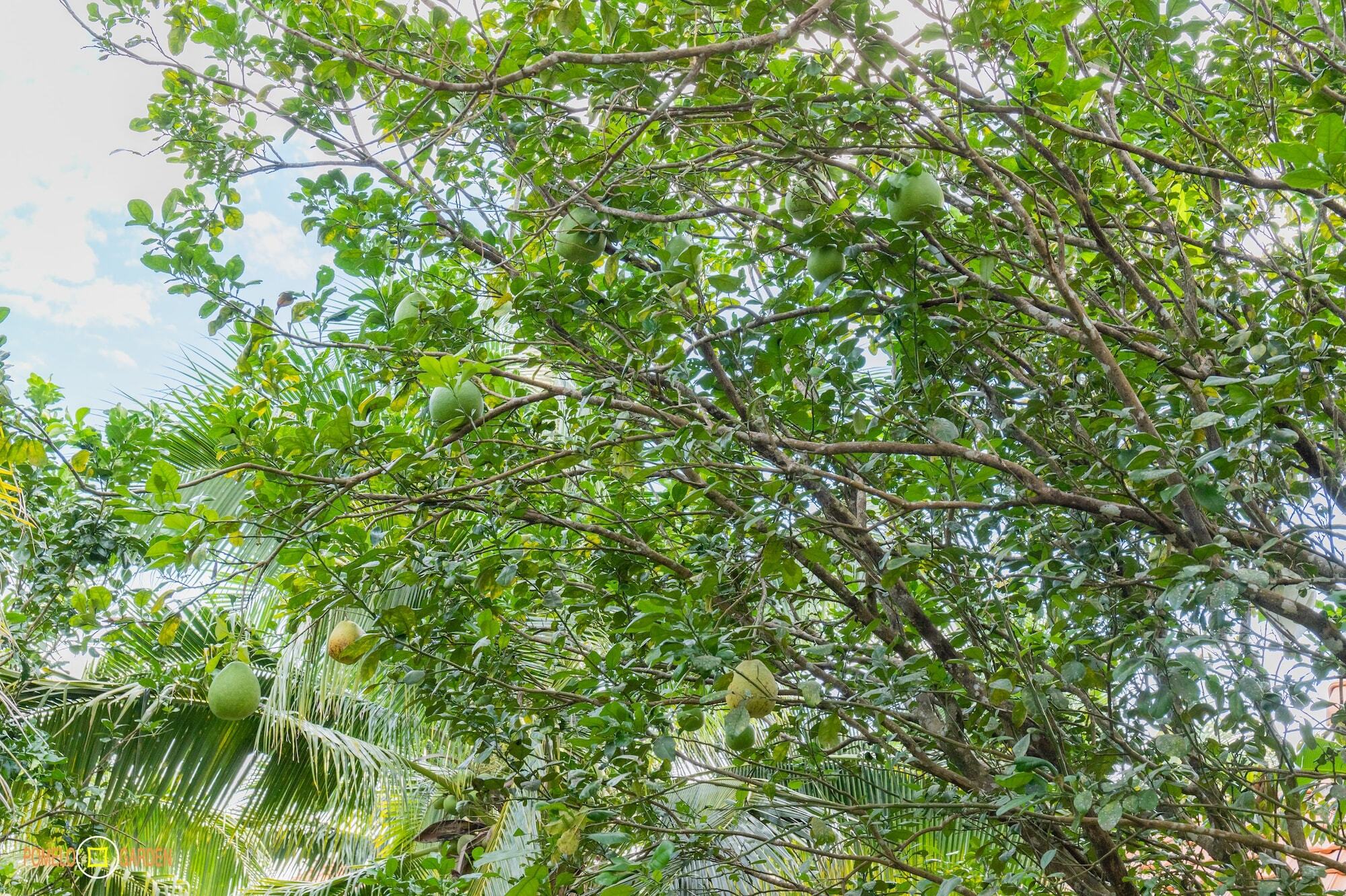 Apartamento Phu Quoc Pomelo Garden Exterior foto